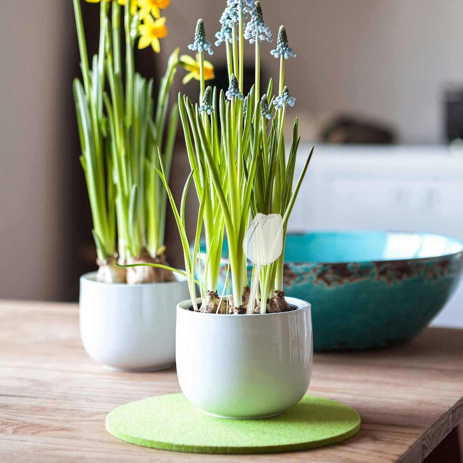 高品質なホウケイ酸ガラス製のバラ型水やり球2個入り。室内・屋 - Self Watering Planter のレビューと価格